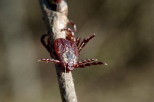 Erkinis encefalitas: simptomai gali priminti gripą, antroji ligos fazė – ypač sunki