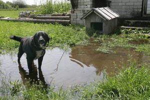 Prieš sprendimus Seime – „Gyvūnų gerovės iniciatyvos“ signalas: mes vis dar dirbame, kad būtų uždrausta laikyti pririštus augintinius