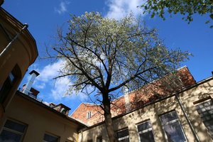 Kaune pražydo 120 metų skaičiuojanti išskirtinė trešnė: kitą tokią surasti būtų sunku