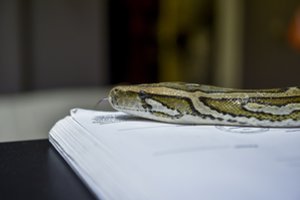 Teisme – neeilinė byla: spręs, ar bute kaunetis pitonus ir kitus egzotinius gyvūnus laikė teisėtai