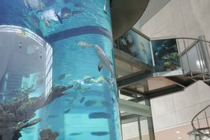 Užsukę egzotinių vaizdų kauniečiai nustėro – „Megos“ akvariumuose ryklių neliko: paaiškino, kas įvyko