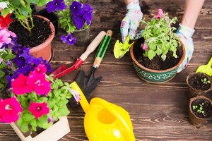 Balkonas paskęs žieduose: tik įsivertinkite vieną aplinkybę ir jau tada rinkitės mėgstamas gėles