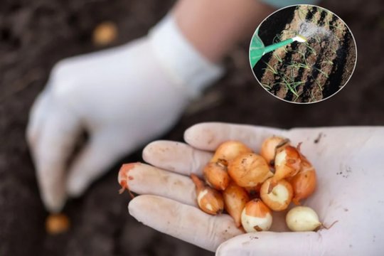 Sodinti svogūnus iš daigų ar sodinukų, kada ir kur jie geriausiai dera – nepadarykite klaidos