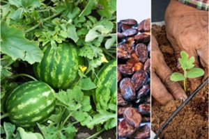 Norintiems užsiauginti arbūzų – du dalykus geriau atlikti vėliau nei paskubėti: tuomet dar šiemet turėsite derlių