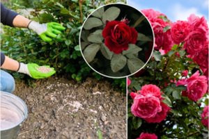 Kaip ir kada tręšti rožes: šios „rajūnės“ per sezoną turi kelis svarbius pageidavimus