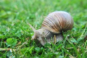 Prasidėjus sraigių rinkimo sezonui – svarbus priminimas: šių reikalavimų būtina laikytis