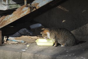 Kunigiškėse – barbariškas žiaurumas: įtaria, kad nunuodyta 17 kačių