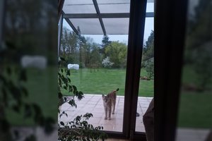 Išvydę tokį vaizdą savo kieme žmonės nustėro: atklydo itin retas plėšrūnas