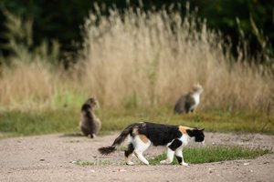 Po masinio kačių nuodijimo Kunigiškėse – sujudimas Seime: problemą siūlo spręsti griežtesnėmis baudomis
