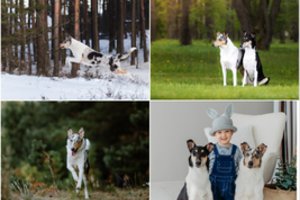 Šuns diena: ačiū Teslai ir Zetai už draugus ir turiningą laisvalaikį