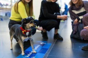 Skrydžio baimei įveikti – terapiniai šunys: keleiviai galėjo patirti profesionaliai parengtų gyvūnų poveikį