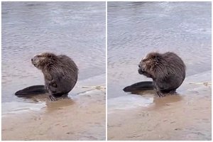 Vilniuje apsigyvenęs bebras nesiruošia kraustytis iš centro: vėl fiksuotas prie Neries kavinės
