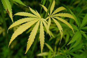 Po kanapių legalizavimo – Vokietijos geležinkelių sprendimas: uždraus rūkyti stotyse