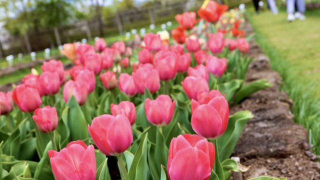 Suskubkite aplankyti: VDU Botanikos sode žiedus praskleidė šimtai skirtingų veislių tulpių