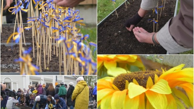 Vilniuje surengta saulėgrąžų sodinimo akcija: išskirtiniu renginiu išreikštas solidarumas Ukrainai