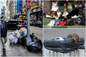 Didmiesčių kova su žiurkėmis: Niujorkas svarsto pasitelkti kontraceptikus, o Vilniuje padeda katės