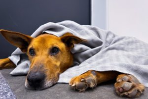 Atsisveikinimas su augintiniu. Kada žinoti, kad jau laikas?