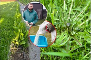 Agronomas pataria, kaip naikinti samanas ir piktžoles vejoje: vieną klaidą daro daugelis