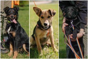 3 vinimis prišerti ir miške išmesti šuniukai išgyveno košmarą ir trokšta namų: skiriasi dydžiu ir charakteriu