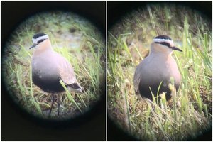 Neįtikėtinas atradimas – Lietuvoje pirmą kartą pastebėta stepinė pempė: „Net rankos drebėti pradeda“