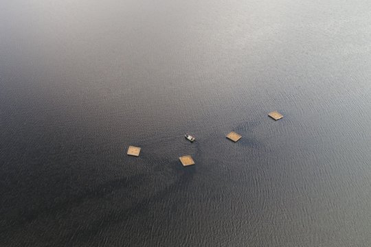Aukštaitijos saugomų teritorijų direkcijos ekologai į Sartų ežerą ties Dusetomis nuplukdė ir inkarais pritvirtino plaustus upinėms žuvėdroms.