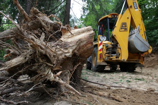 Įmonei už neteisėtai šioje teritorijoje iškirstus medžius reiks atlyginti aplinkai padarytą žalą – daugiau nei 11 tūkst. eurų.