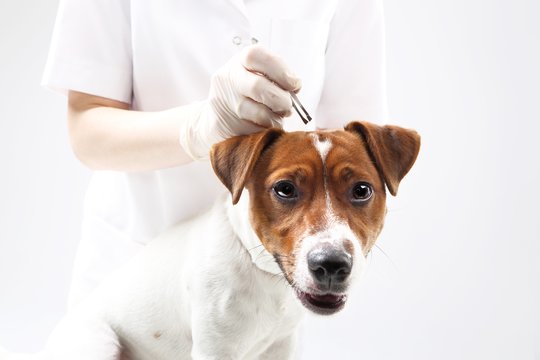 Babeziozė – viena dažniausių ir pavojingiausių erkių pernešamų šunų ligų.