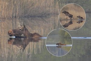 Tokio vaizdo kasdien nepamatysi: įamžino paplaukioti sugalvojusius briedžius