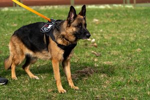 „Angelas su keturiomis kojomis ir uodega“: paruošti tokį šunį kainuoja 25 tūkst. eurų