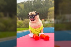 Šeštadienį žygiuokite su augintiniais: „IKI Ėjimo varžybose“ – speciali gyvūnų stotelė su vandeniu, skanėstais ir socialinių tinklų žvaigžde Bulve