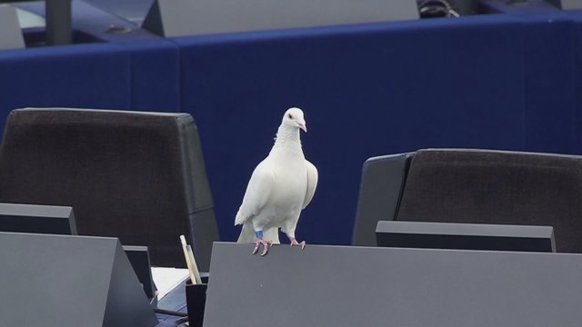 Netikėtas svečias EP salėje: vienas ir europarlamentarų paleido baltą balandį