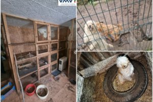 Tvarte – siaubingas radinys: dešimtis gyvūnų daugintoja augino ir ruošė pardavimui baisiomis sąlygomis