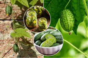 Valgomi švieži, galima marinuoti, rauginti, dėti į salotas: užsiauginti egzotiškąjį agurkaitį – paprasta