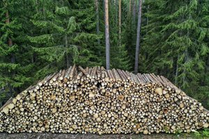 Seimo nariams įteikta peticija dėl plynų kirtimų ribojimo: „Dabartinė miškų situacija šokiruoja“