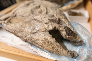 Būdavo ir tokių: senoviniuose vandenyse plaukiodavo 200 kg lašišos „su šerno iltimis“