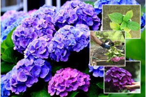 Hortenzijų žiedų grožis priklauso vos nuo dviejų dalykų – juos teisingai atlikite ir bus atlyginta