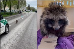 Alytuje – neeilinis svečias: eismą trikdė mangutas