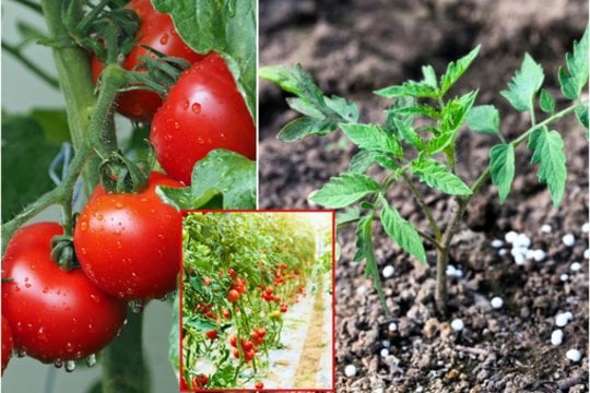 Palyginti su daugeliu kitų daržovių, pomidorams reikia daug maisto medžiagų, kad būtų užtikrintas sveikas augimas ir gausus derlius.
