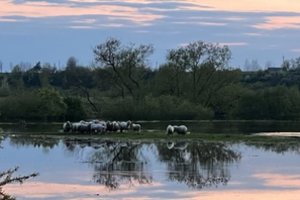 Staiga pakilus Nevėžiui ganykloje ėmė skęsti avys: žmonės bijo blogiausio, savininkė situaciją žino
