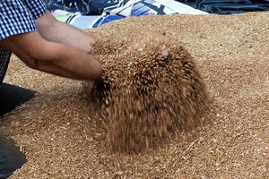 Beveik pusė ištirtų grūdų siuntų iš Rusijos ir Baltarusijos neatitiko teisės aktų reikalavimų