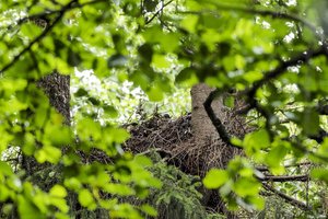 Gedžiūnų miško biosferos poligonas padidėjo: paaiškino, kodėl to reikia