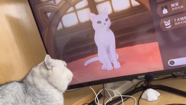 Keturkojį suglumino kompiuterio ekrane išvystos katės: joms pradingus, puolė ieškoti