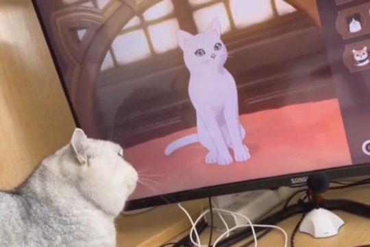 Keturkojį suglumino kompiuterio ekrane išvystos katės: joms pradingus, puolė ieškoti
