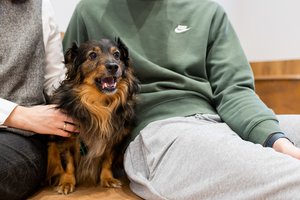 Šuneliui Argui inovatyvi terapija padėjo atsistoti ant kojų: ši chirurginio gydymo alternatyva – tarsi vilties žiburys