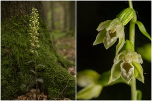 Saugomų augalų sąrašą papildė dvi miškų orchidėjos: primena – radus neskinkite