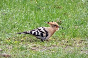 Kėdainiuose – itin reto sparnuočio vizitas: į šį regioną jis beveik neužsuka