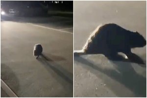 Gamtos keistenybės: tarp daugiabučių, kur nėra jokios upės, vaikščiojo bebras