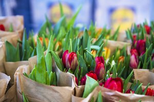 Branginkite ne dovanas, o dėmesį: kokybiškos ir neįtikėtinai pigios gėlės – tik iš „Lidl“