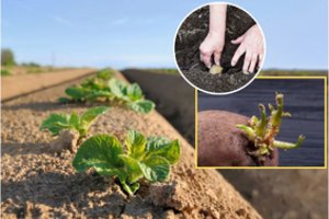 Metas sodinti bulves: žingsnis po žingsnio, kad tokio derliaus užtektų visai giminei