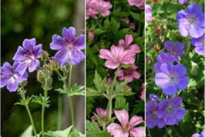 Kiekvieno gėlyno puošmena – snaputis: nelepus ir ne vieną vertingą savybę turintis augalas